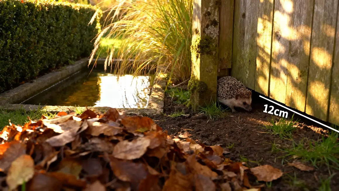 herisson explorant jardin avec refuges et point eau